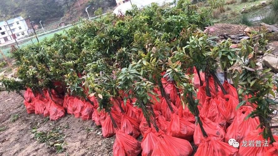 长汀：闽西山区屏障下的低感染样本解析