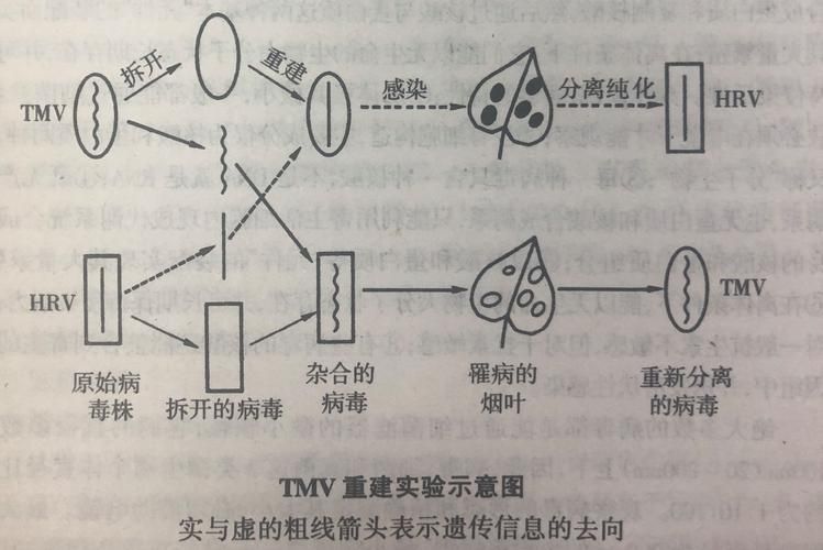 图木舒克：绿洲孤岛与病毒传播链的物理阻隔