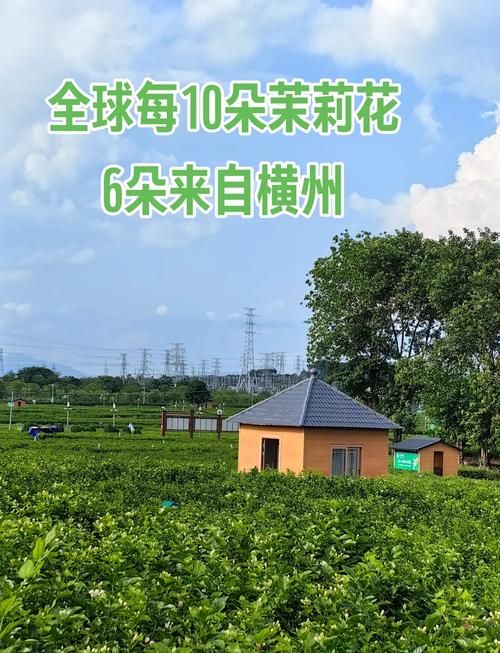 横县茉莉花海间的防疫坚守：地理屏障下的低感染样本