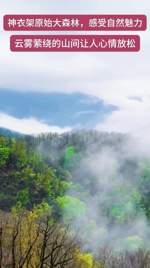 神农架原始屏障下的零感染样本:高山深谷如何阻隔疫情?