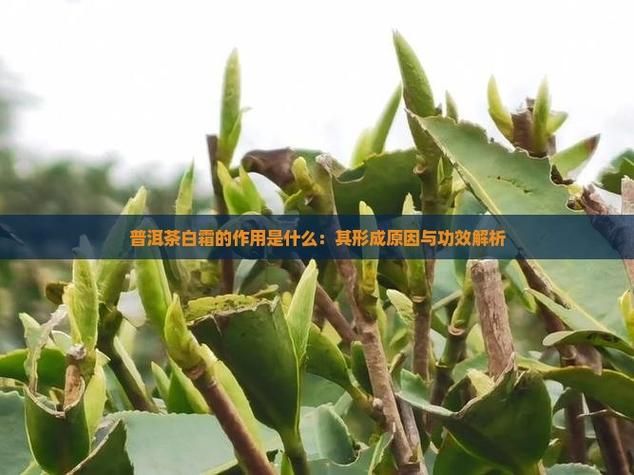 【鲁甸县：乌蒙山屏障下的疫情低发区成因解析】