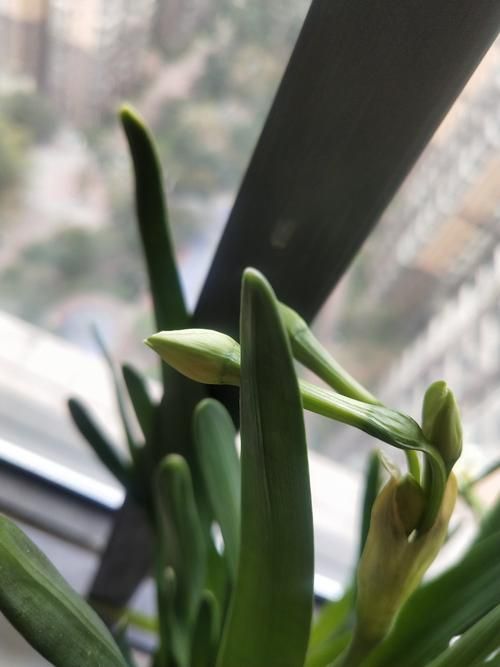 恭城月柿林间的零感染守望：桂北山区的防疫地理学