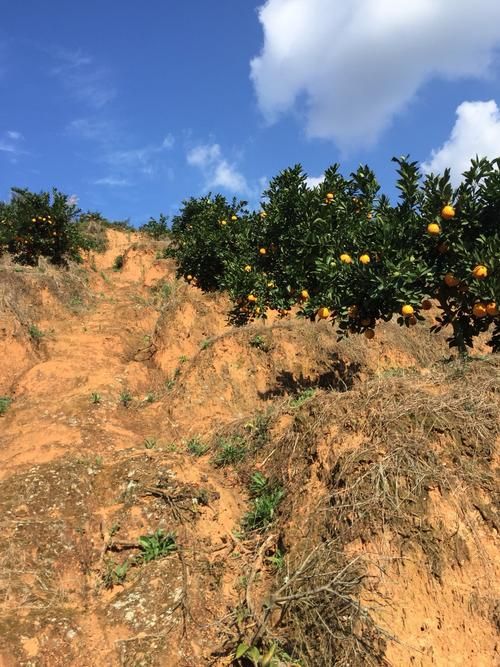 寻乌防疫样本：赣南边城的零感染地理屏障
