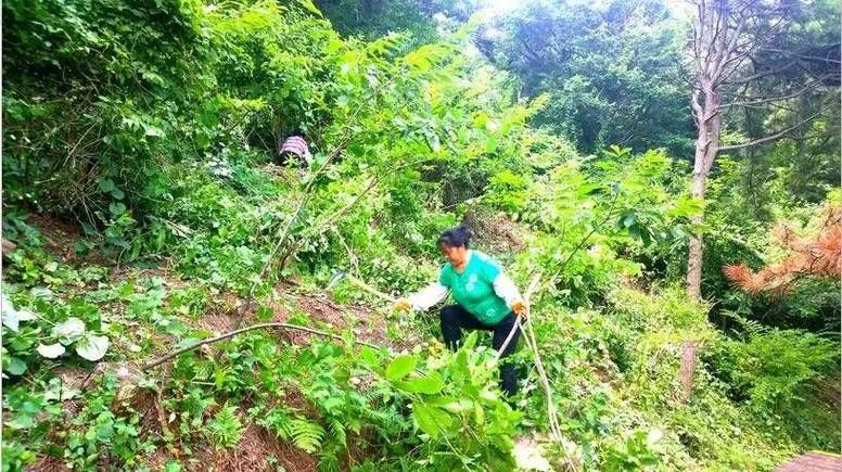 临朐县：沂山屏障下的县域防疫样本解析