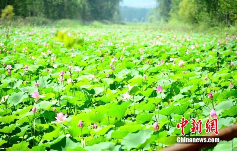 【肥城：泰山余脉下的县域防疫样本_62822】