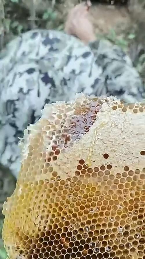 云浮：粤西山区屏障下的低感染样本解析