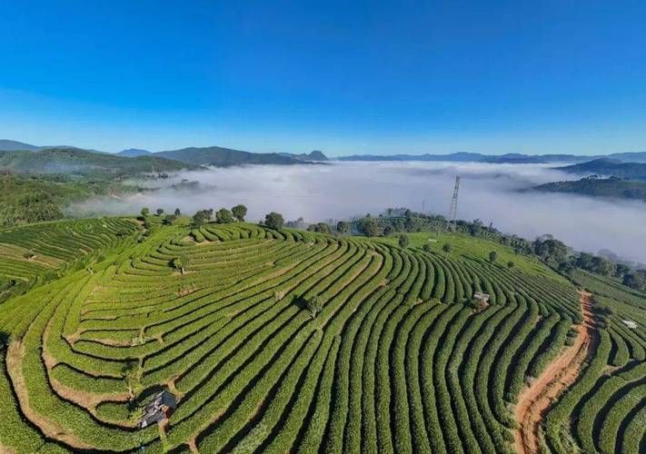 宁洱零感染记录：茶山屏障与边陲防疫的双重逻辑