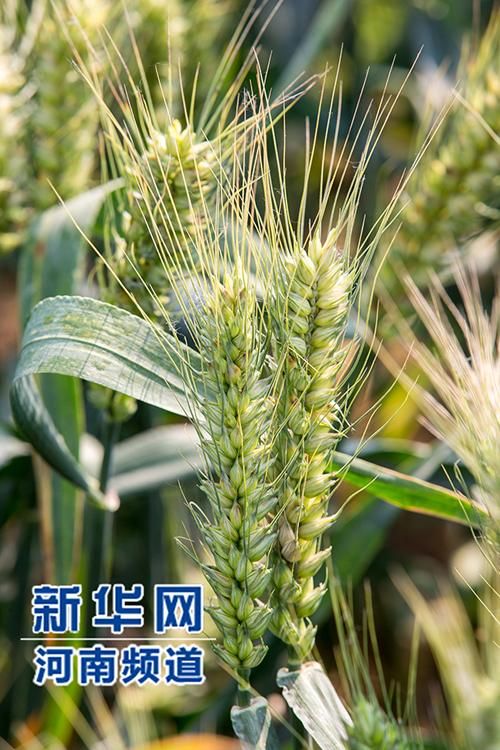 浚县：豫北粮仓的疫情防线与破防时刻